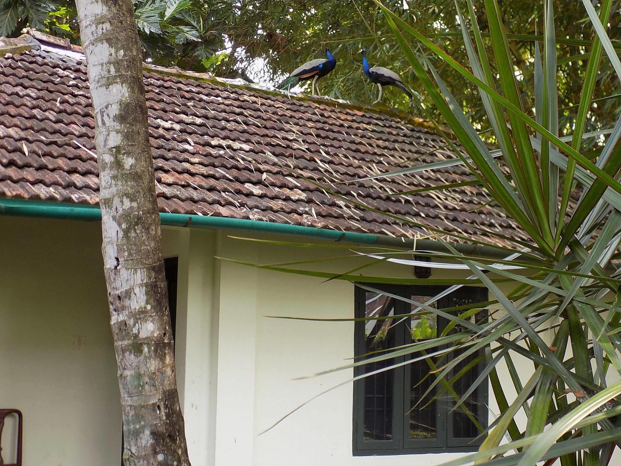 Bed and Breakfast Elphinstone Residencia Kochi Exterior foto